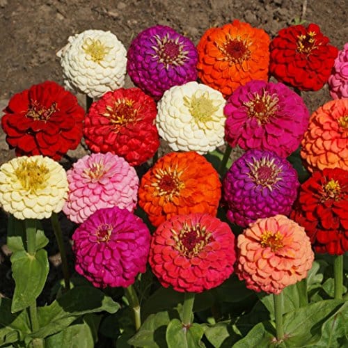 Outsidepride Seeds Annual Zinnia Elegans Lilliput Flower Seed Mix For Planting