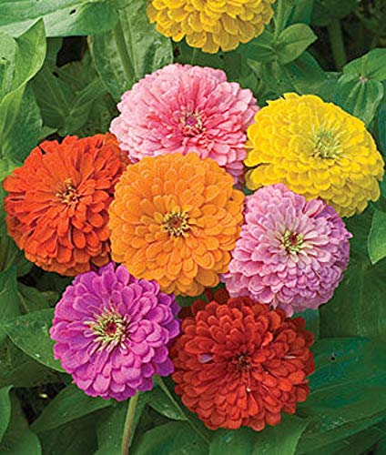 Zinnia   California Giant Mix   Bulk Pack ,Seeds By Seedsgo