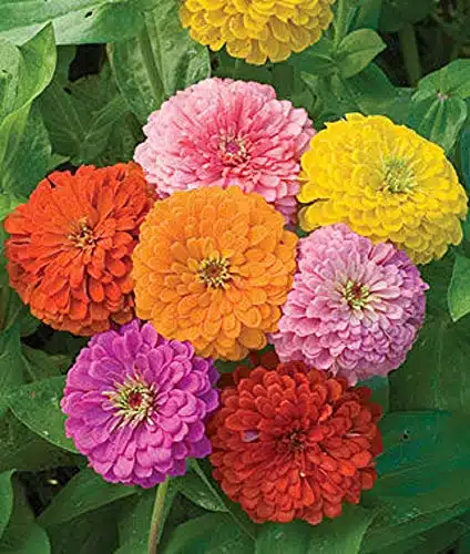 Zinnia   California Giant Mix   Bulk Pack ,Seeds By Seedsgo