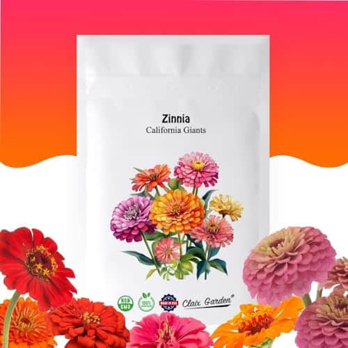 Zinnia Seeds   California Giants Mix   Seeds   Mixed Colors And Large Blooms, Heirloom Non Gmo Usa Grown, Excellent For Pollinators, Annual   Vibrant Flowers For Any Home Gard